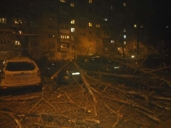 Город заплатит $12 000 за упавшее на автомобиль одесситки дерево