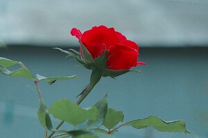 В Одессе цветут розы: смотри, как это красиво