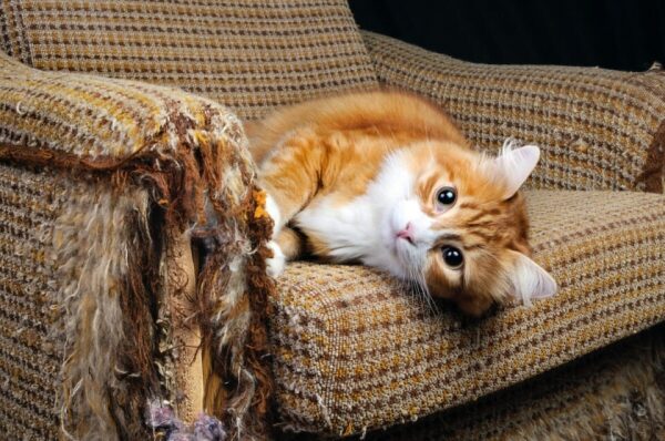 Исследование показало, что кошки портят мебель «от большой любви» к хозяину Исследование показало, что кошки портят мебель «от большой любви» к хозяину