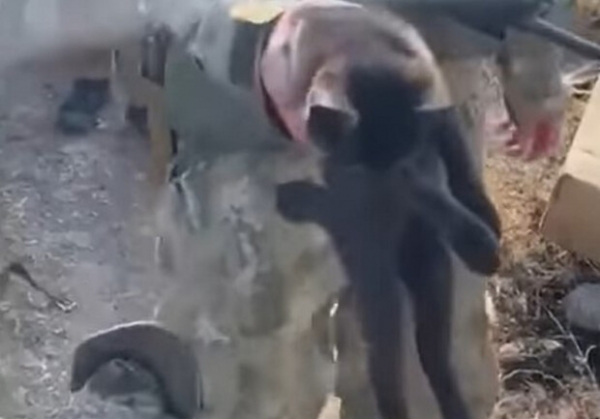 Что известно о коте, которого эвакуировали с острова Змеиный