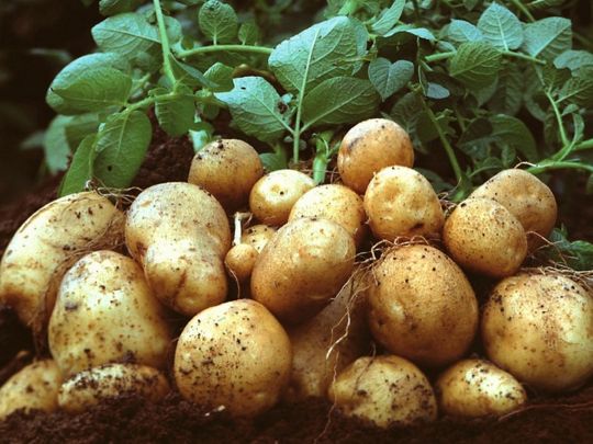«Занадто соковита картопля — це перевищення нітратів»: як відрізнити якісний овоч від «нахіміченого»