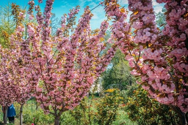 В Одесском ботсаду и парке Победы цветут сакуры: как это красиво В Одесском ботсаду и парке Победы цветут сакуры: как это красиво