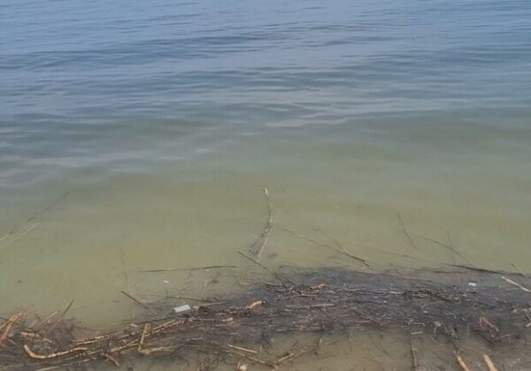 На пляжах Одессы провели мониторинг воды: что обнаружили На пляжах Одессы провели мониторинг воды: что обнаружили