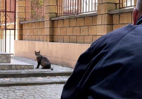 На Молдаванке спасли кота, который просидел на дереве два дня 
