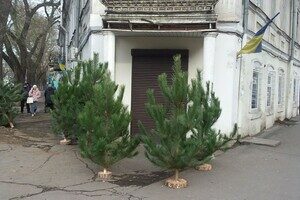 Где и почем сейчас елка в Одессе: актуальные цены и локации