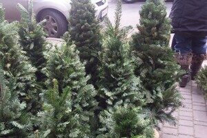 Где и почем сейчас елка в Одессе: актуальные цены и локации
