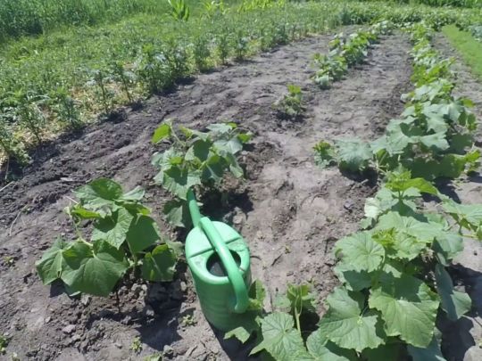 Від такого підживлення огірки швидко підуть у ріст: дієві поради від авторів каналу «Дім та присадибна ділянка»