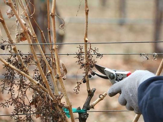 Весняні роботи в саду та на городі: що потрібно зробити в першу чергу