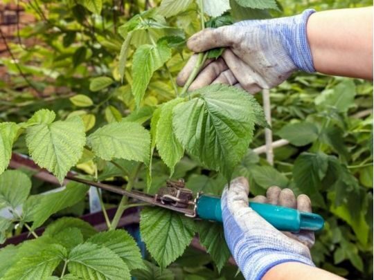 Зробіть це після плодоношення: як правильно влітку обрізати малину
