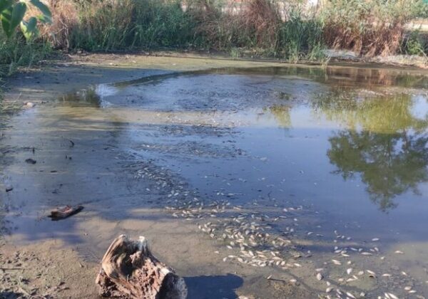 Замор рыбы и смрад в водоеме в Одесской области: что показали анализы