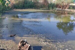 Замор рыбы и смрад в водоеме в Одесской области: что показали анализы