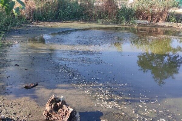 Замор рыбы и смрад в водоеме в Одесской области: что показали анализы