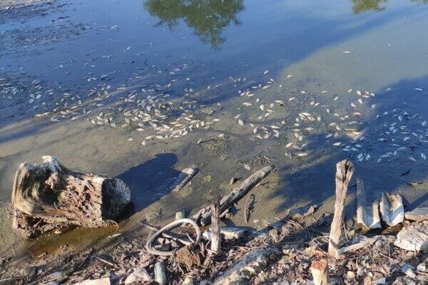 Замор рыбы и смрад в водоеме в Одесской области: что показали анализы