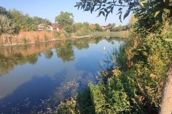 Замор рыбы и смрад в водоеме в Одесской области: что показали анализы