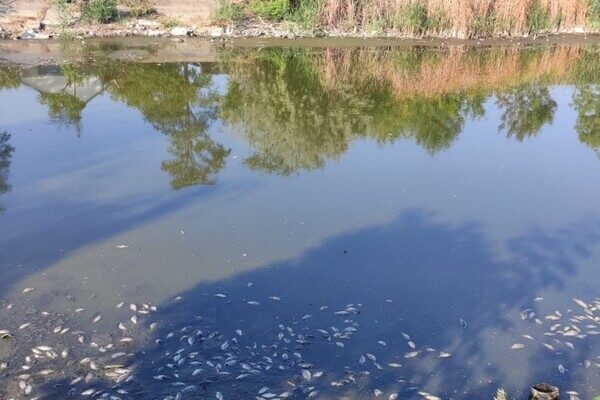 Замор рыбы и смрад в водоеме в Одесской области: что показали анализы