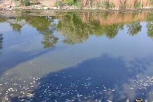 Замор рыбы и смрад в водоеме в Одесской области: что показали анализы