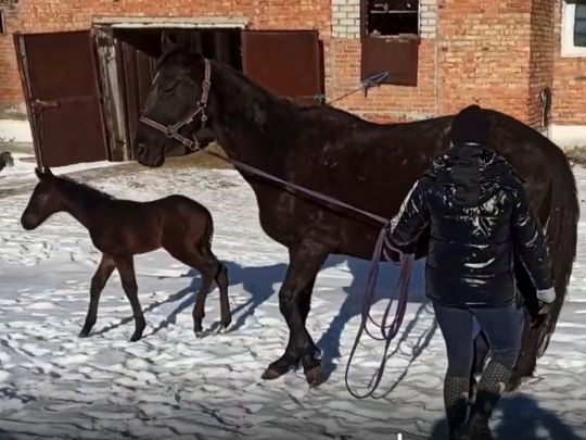 Коні, що пережили обстріли, дарують нове життя: в Миколаєві з’явилось перше потомство в евакуйованих з Запоріжжя тварин