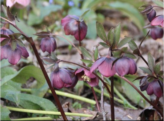 Несподіване кохання Близнюків, нові знайомства Стрільців та прозріння Водоліїв: астропрогноз на 2 квітня — день Рожевого Місяця