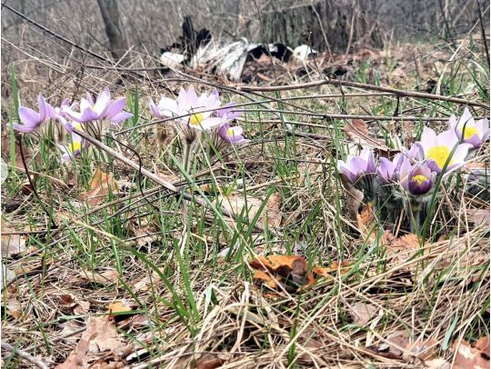 Ракам потрібно виявити ділову ініціативу, а Дівам — добре відпочити: гороскоп на 8 квітня